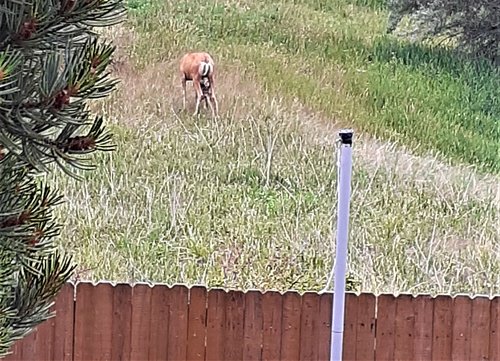 mama and bambi 2.jpg