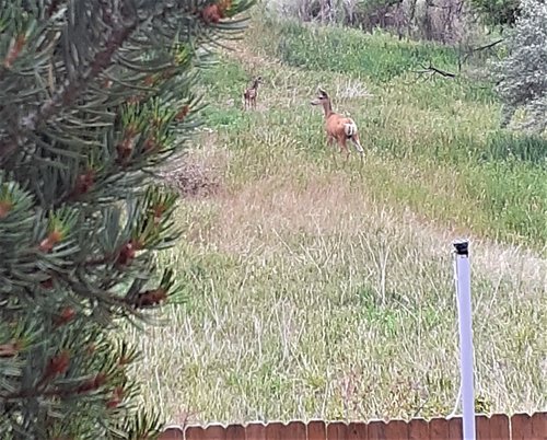 mama and bambi 3.jpg