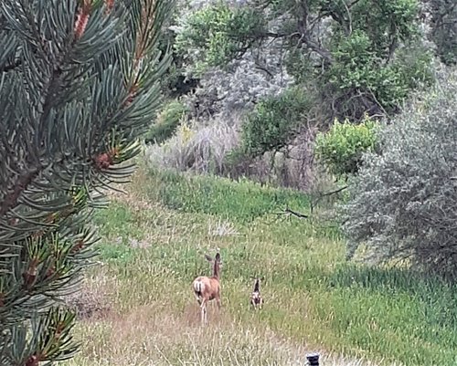 mama and bambi.jpg