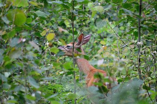 DSC_2304_328.JPG
