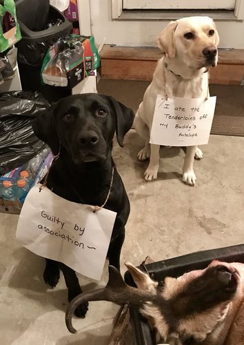 Stuff my Hunting dog ATE. Hunt Talk