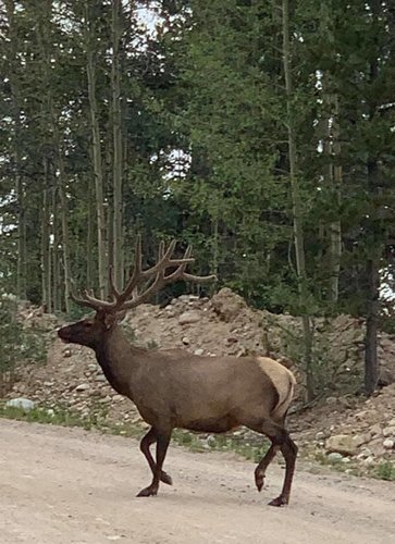 elk sighting on rod.jpg elk sighting on rod.jpg