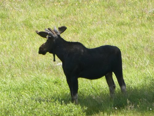 Bull Moose with beard.JPG