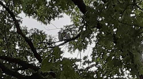 heron2.jpg heron2.jpg