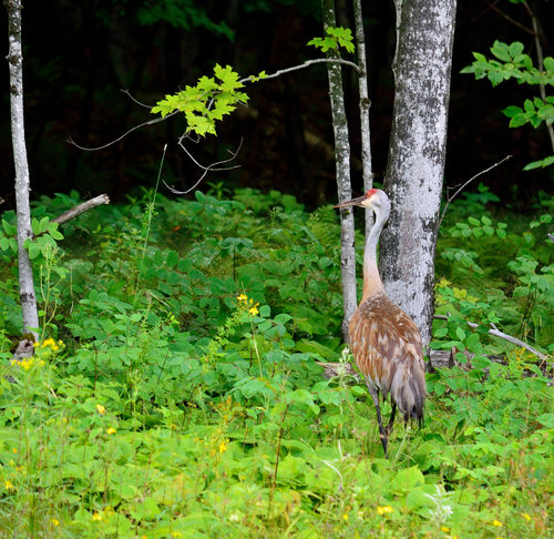 DSC_2600_372.JPG