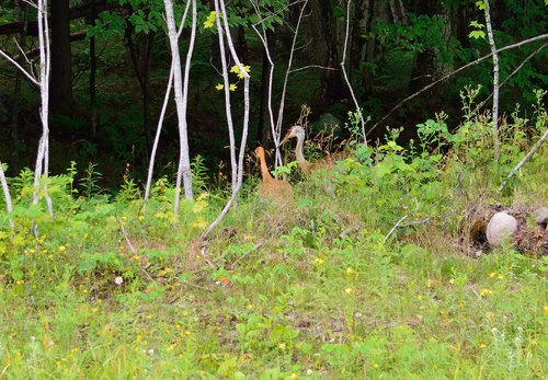 DSC_2598_371.JPG