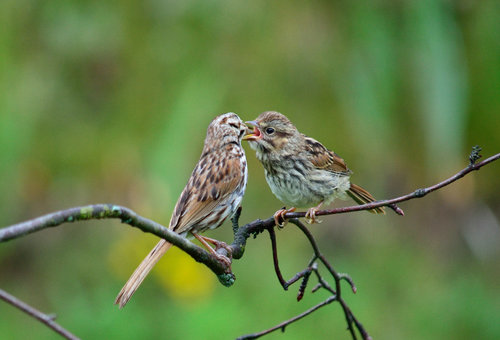 DSC_2558_364.JPG