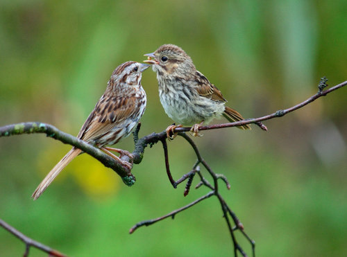 DSC_2557_365.JPG