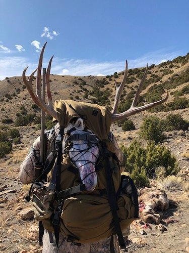 Mule Deer 2019.JPG