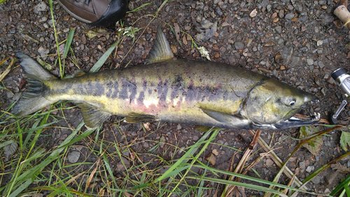 2016-09-08 16.47.56.jpg 2016-09-08 16.47.56.jpg