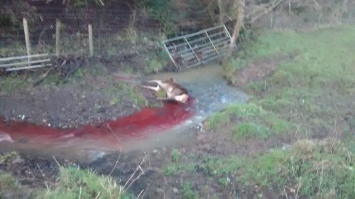 IMG_20200211_072932299.jpg IMG_20200211_072932299.jpg