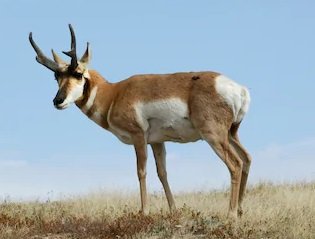 pronghorn2.jpg