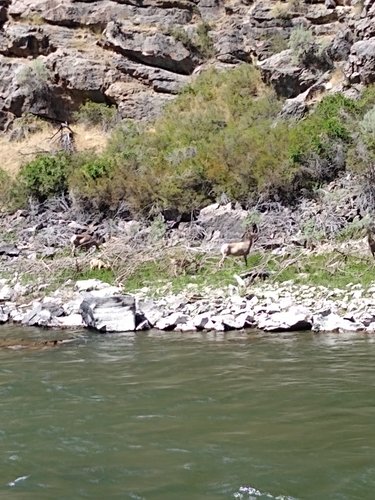 Bighorns along the Salmon River.jpg