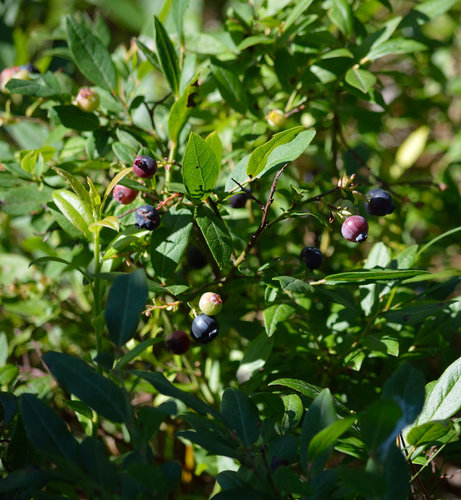 DSC_2779_396.JPG