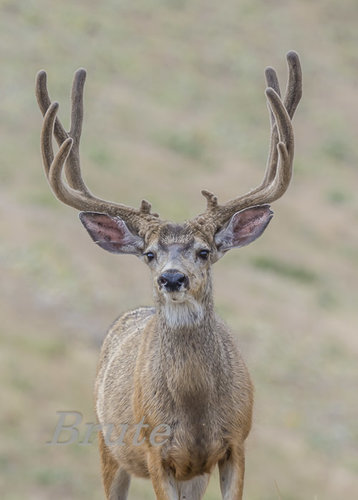 Straight On Muley Velvet  July 2015 a-5243.jpg