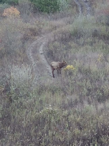 elk on strip.jpeg