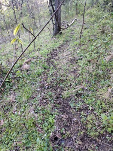 deer and elk trail black mountain strip.jpg