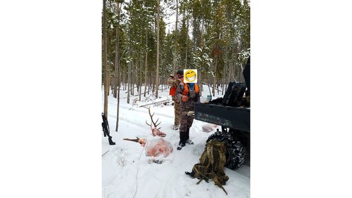 happyelk.jpg happyelk.jpg