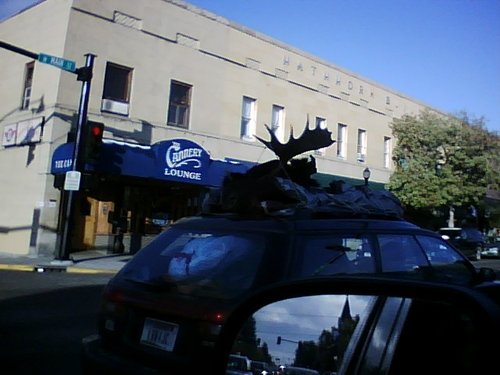 moose.jpg