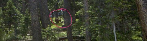 161 Mule Deer.jpg