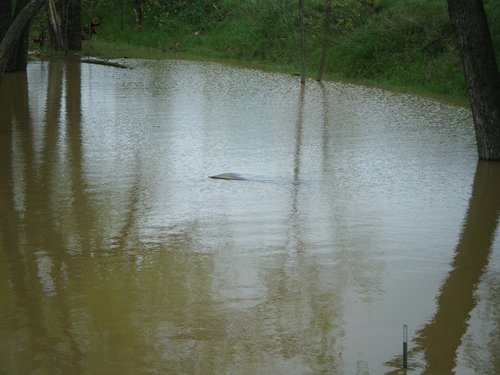 flood 004.JPG