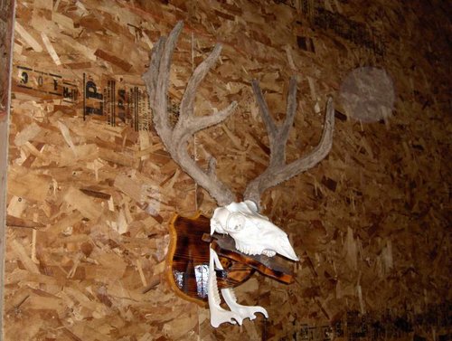 taxidermyn jeffs buck06 022.jpg