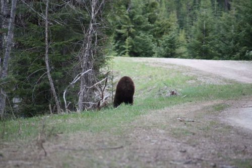 shoulda shot this one.jpg