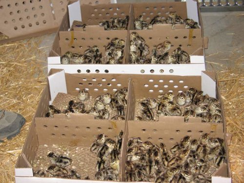 Pheasants_1.jpg