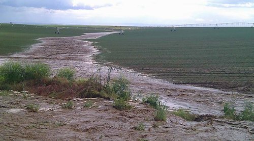 FloodedOnions.jpg