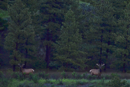 Elk_May.jpg
