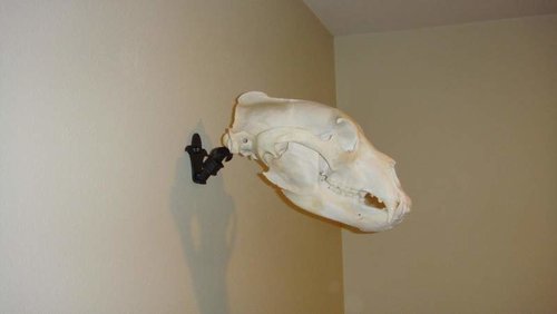 bear2.jpg