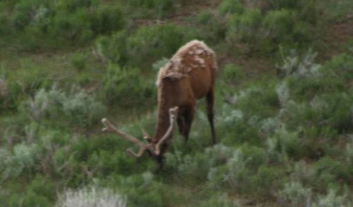 elk1.jpg