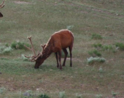 elk2.jpg