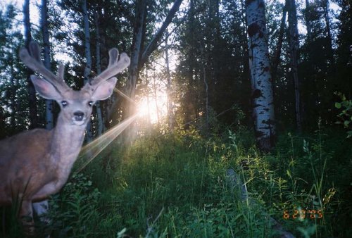 Big buck head on.jpg