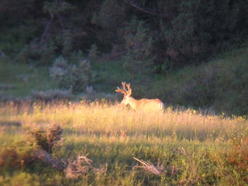 Scouting 07-09-11 (17).jpg