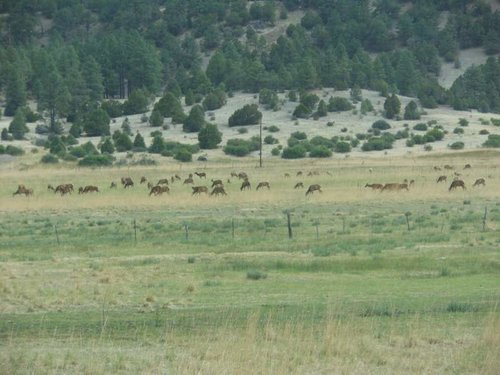 Elk in Nutrioso.jpg
