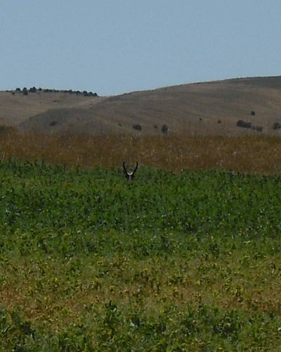 antelope1.jpg