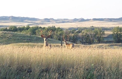2biddle deer.jpg