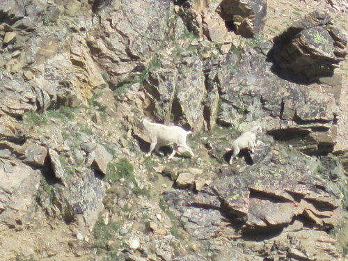 IMG_goats.jpg