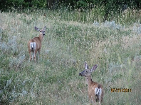 deer (resize).jpg