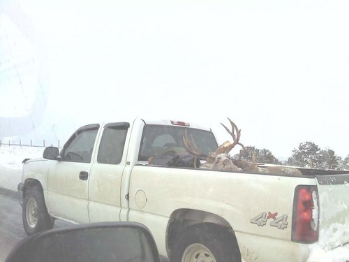 Billings Buck.jpg