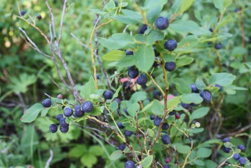 Huckleberry Bush.jpg