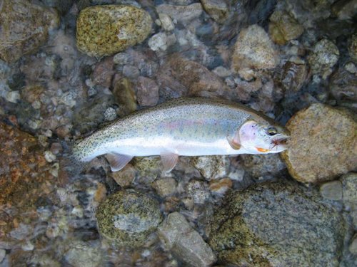 Camping august 2011 044.jpg