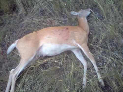 Whitey doe.JPG