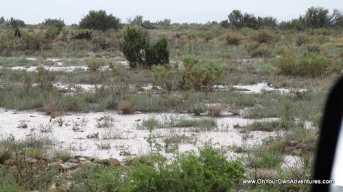 IMG_0732.JPG IMG_0732.JPG