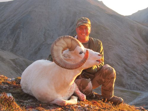 dall sheep 1.jpg