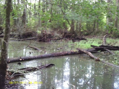 Jed and swamp 015.jpg