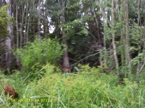 Jed and swamp 010.jpg