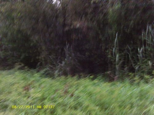 Jed and swamp 008.jpg