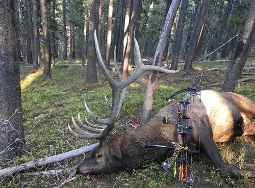 ELk_2018.JPG ELk_2018.JPG